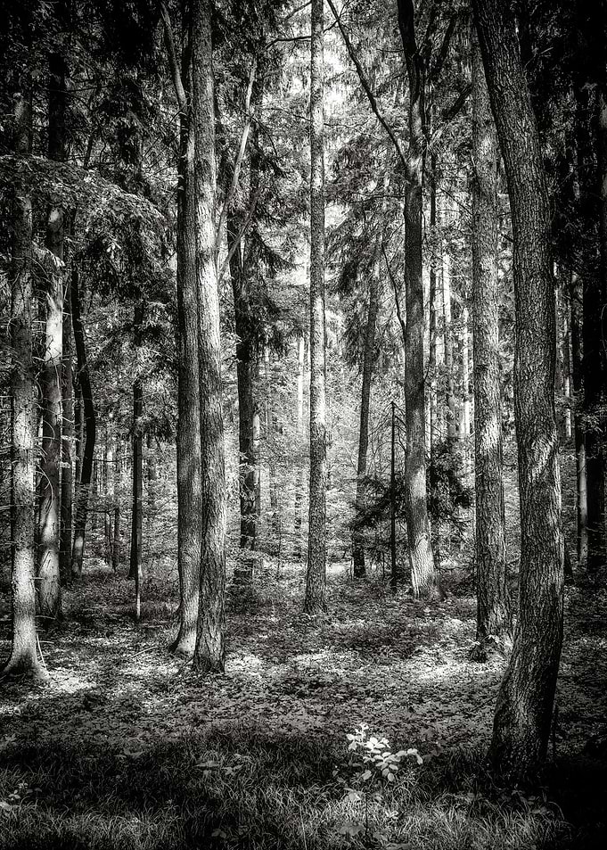 The Dark Forest