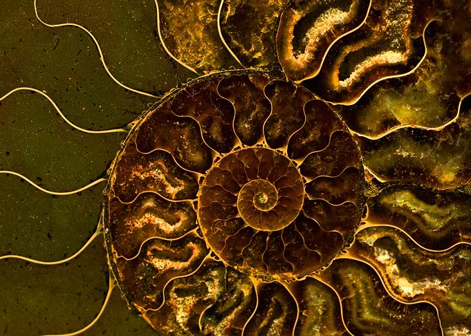 Close up of brown amonite