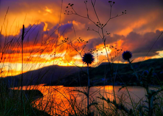 Weeds Witness to Wondrous Weather