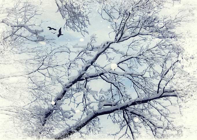 Snow covered branches against a cloudy sky - texturized ...