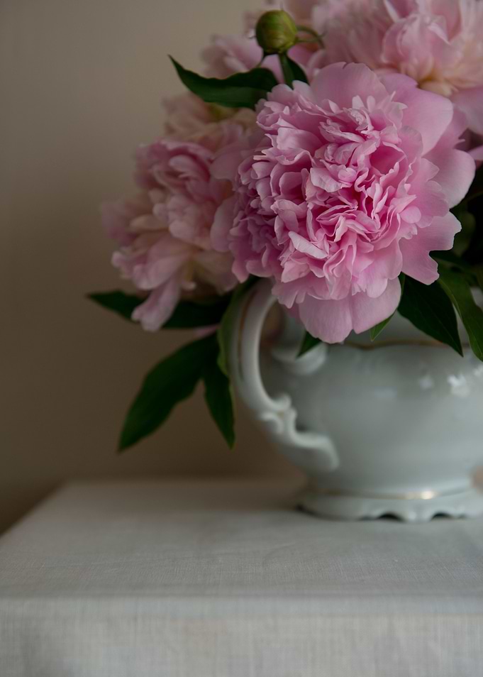 Fresh pink peonies in the white vase