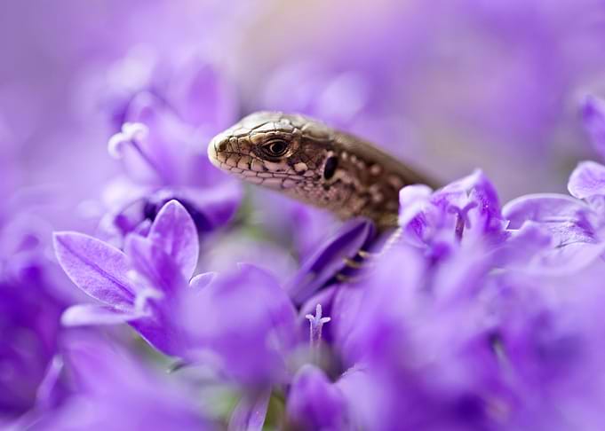 Small lizard and bell flowers