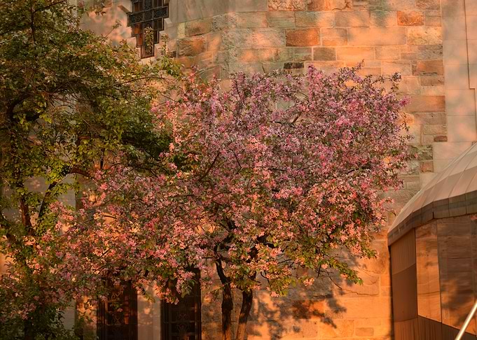 beautiful tree