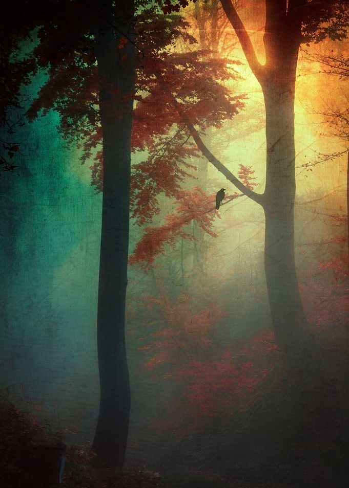waking light - beech tree silhouettes in backlight on a ...