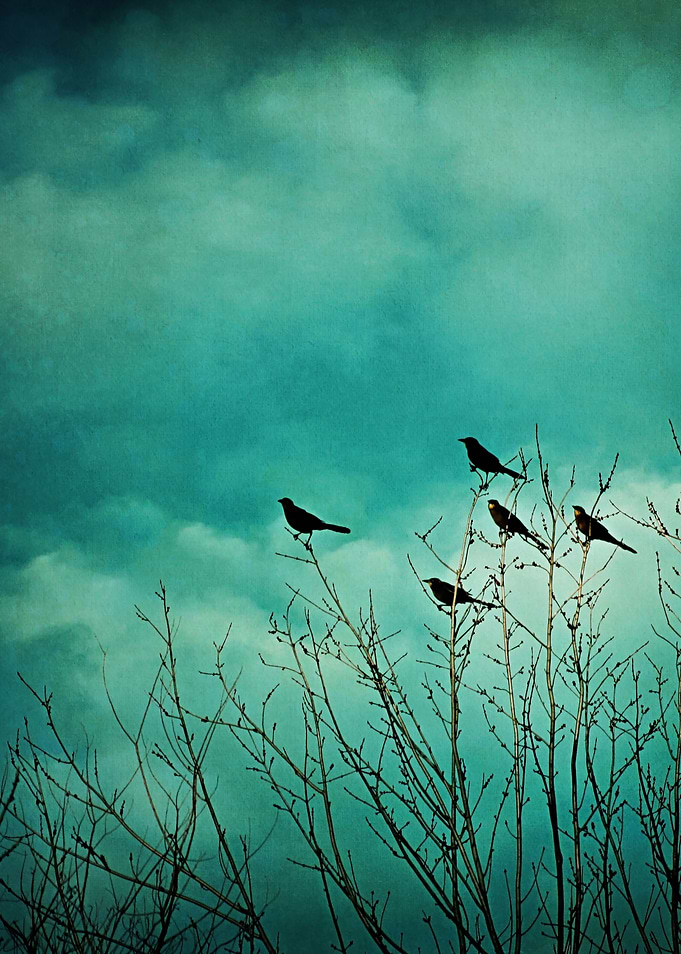 Like Birds on Trees