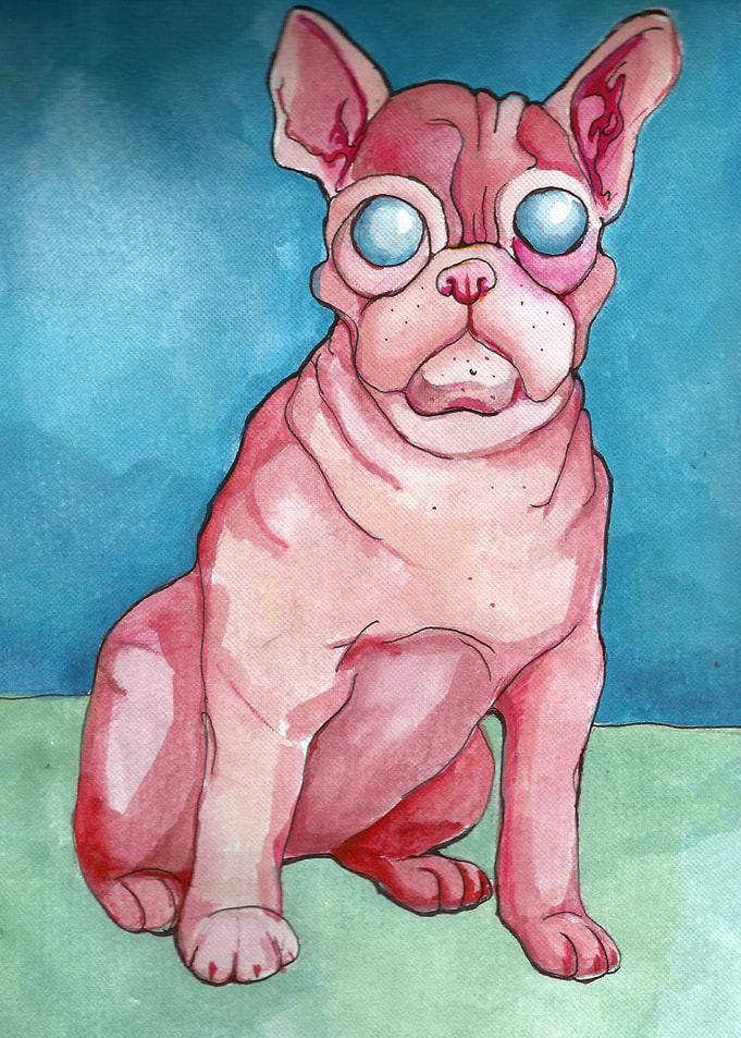 French Bulldog in pink on the green floor and blue wall ...