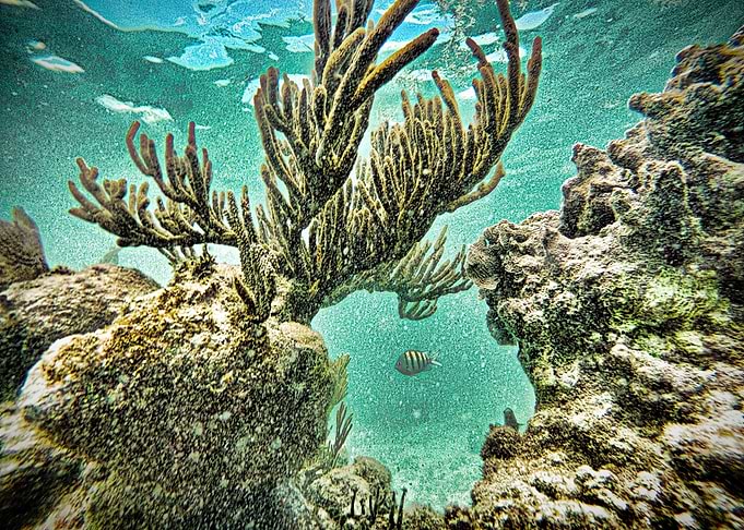 Undersea Window