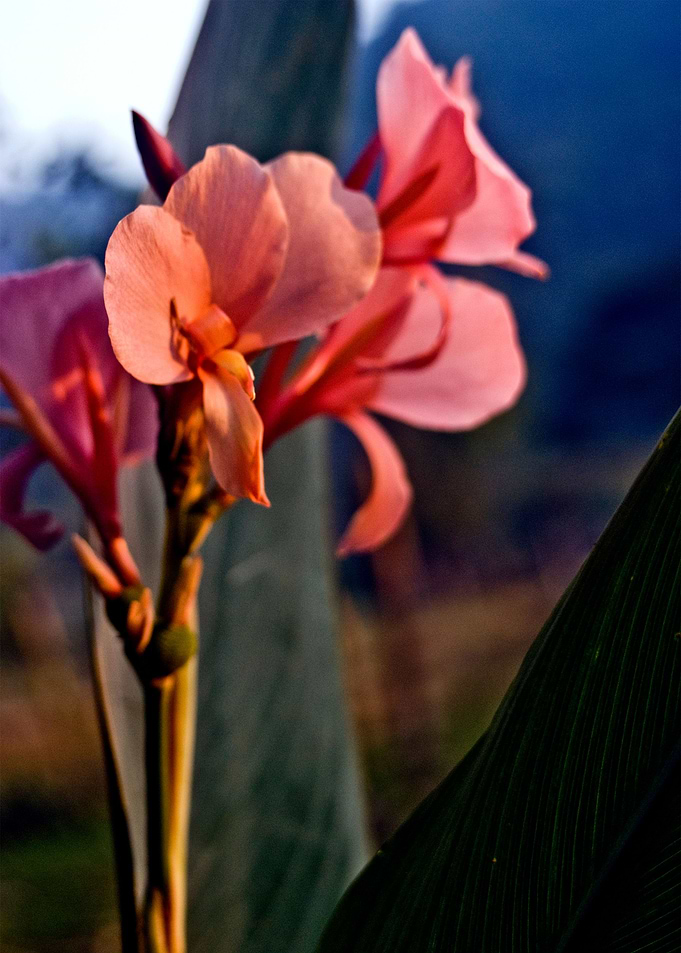 Treasure of the Valley