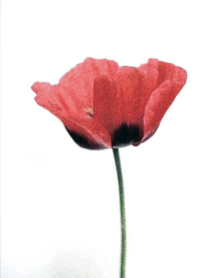 Poppy Sketch