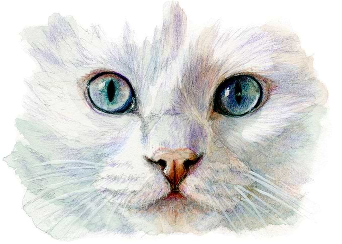 White cat tender portrait 844