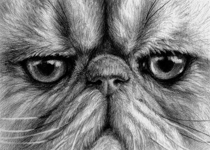 Persian Cat portrait 831