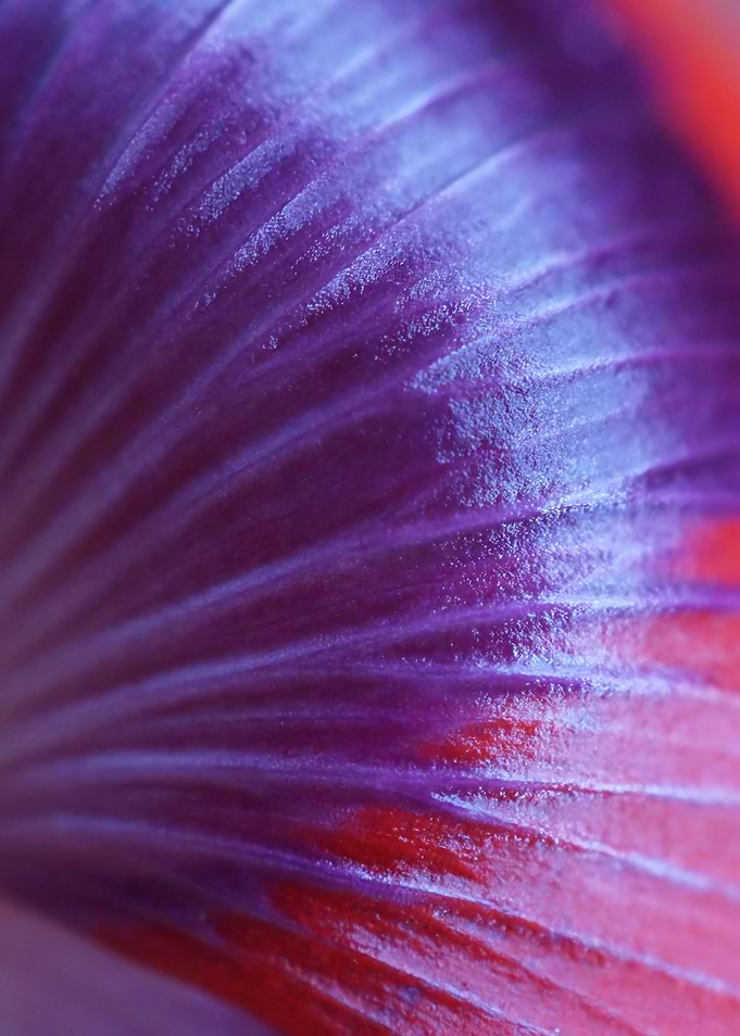 Poppy Petal Base Macro