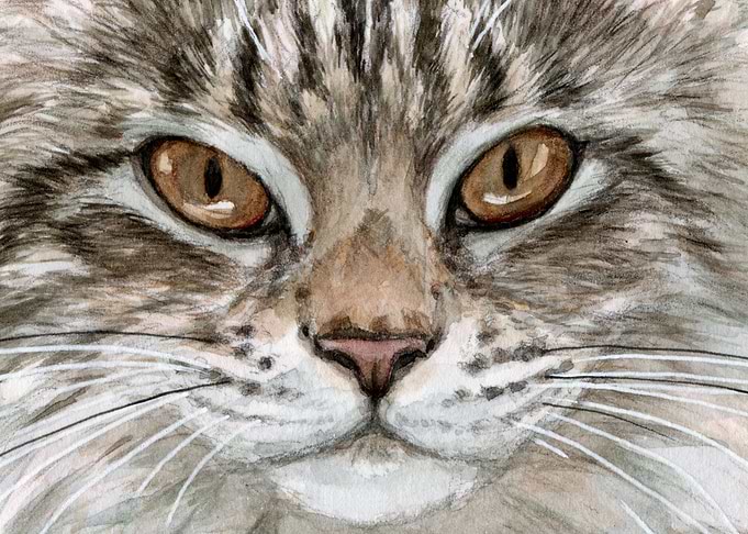 Young Tabby cat 801