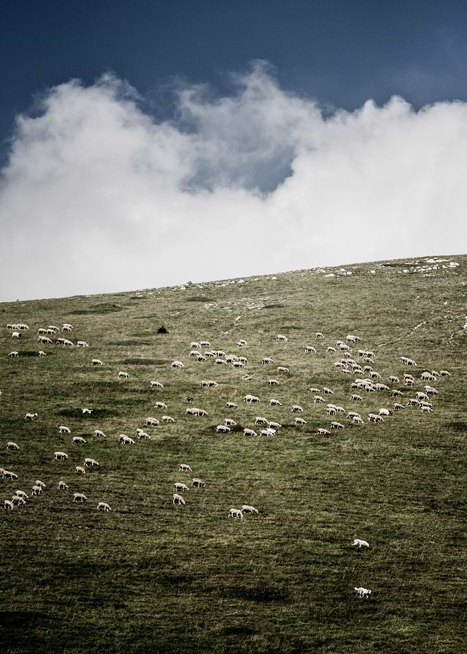 Sheep