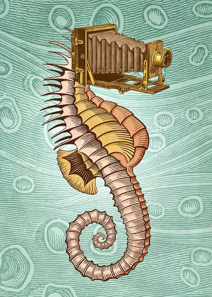 Hippocampus camerarum