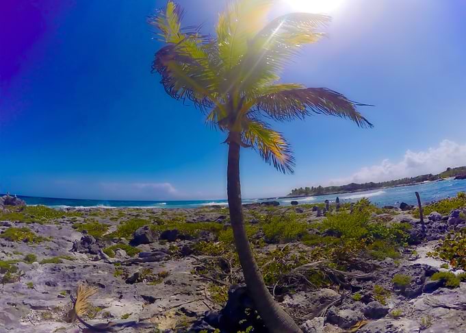 Rocky Tree