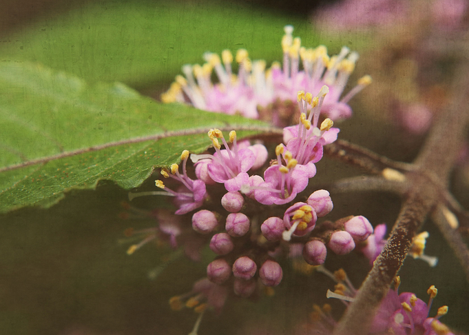 textured macrophrotography of litte Callicarpa bodinier ...