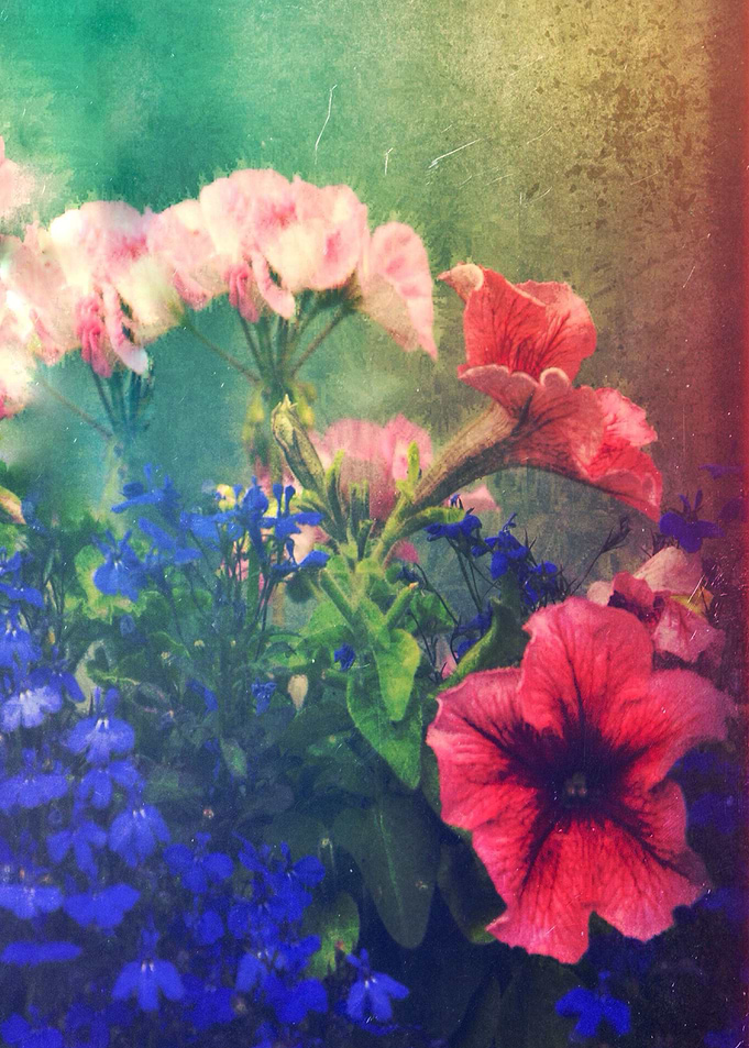 Flowers of my Joy