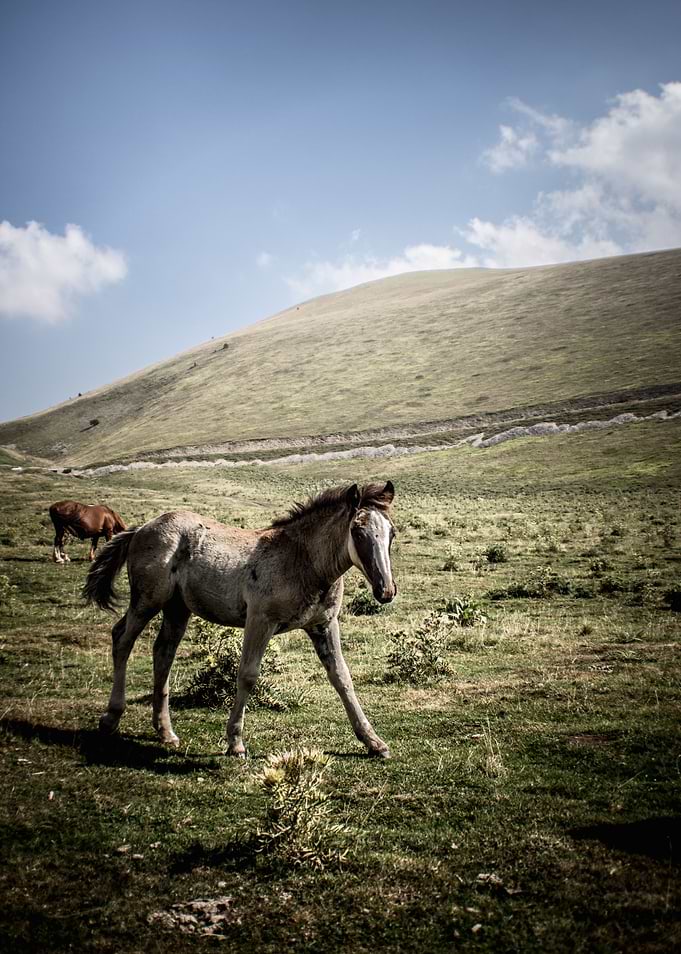 Trot along