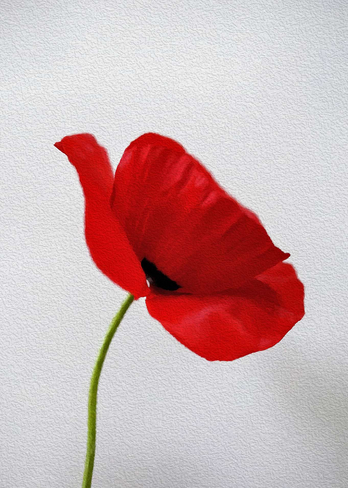 Poppy Painting