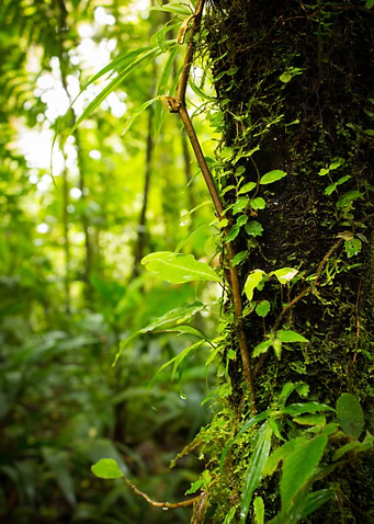 Trunk of the Jungle