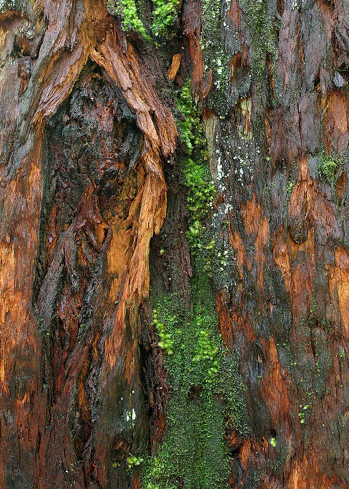 Tree knots