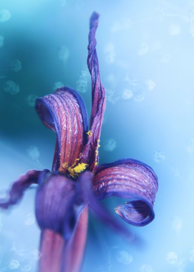romantic withered lily