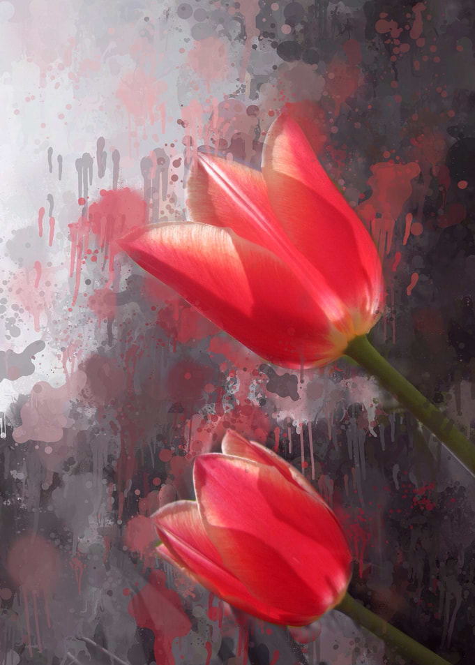 Tulips in Boom