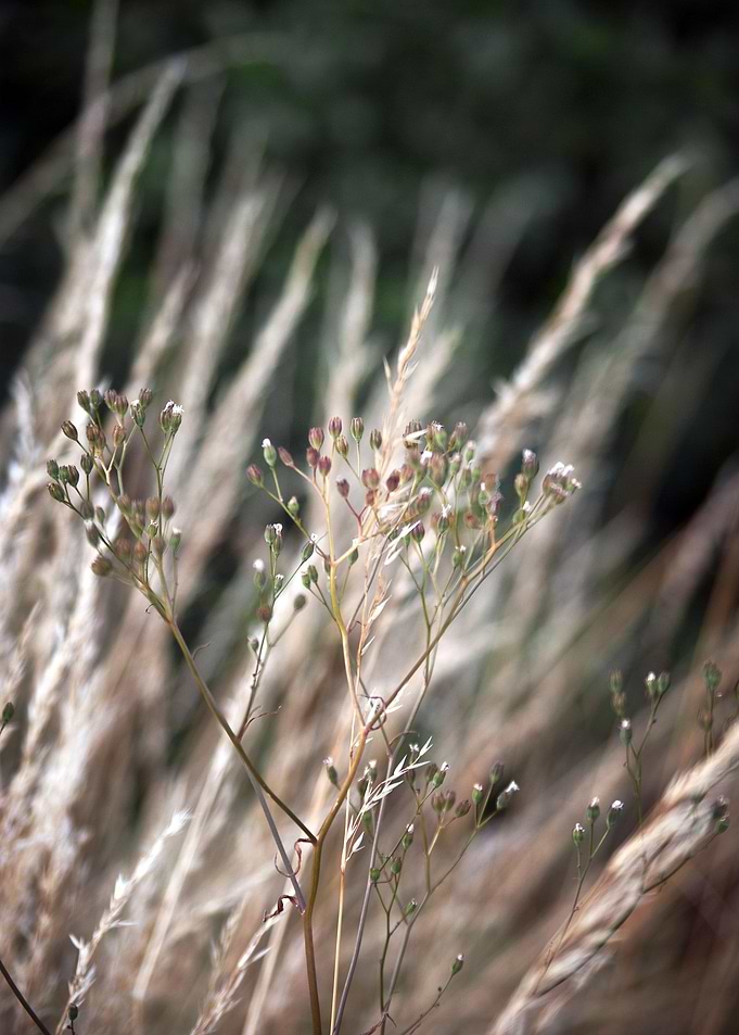 Title: Nature in Harmony beauty of simple and origiona ...