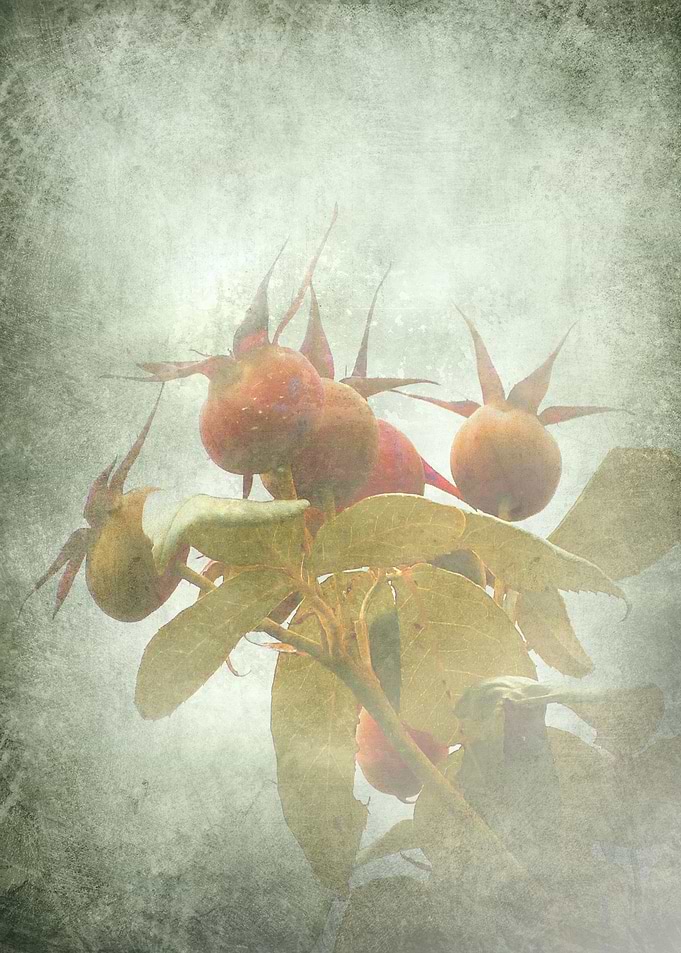 Autumn Symphony 06