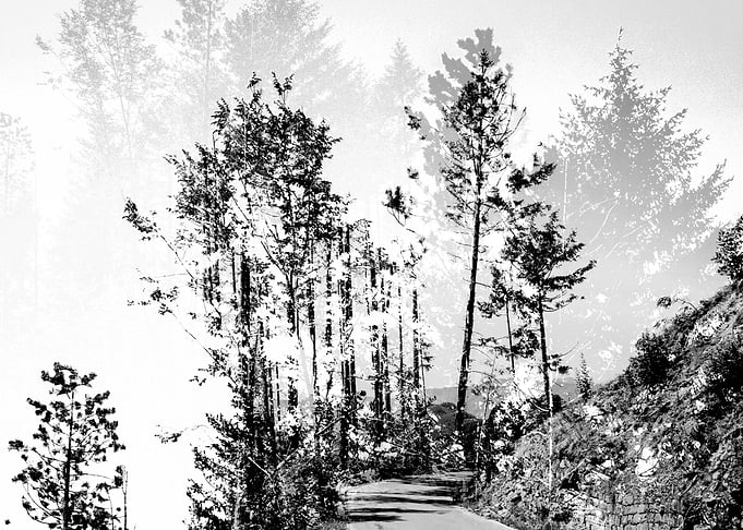 Woodland - Double Exposure Photography