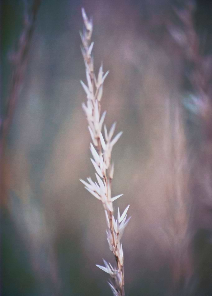 Title: Nature in Harmony no3. The beauty of simple and ...