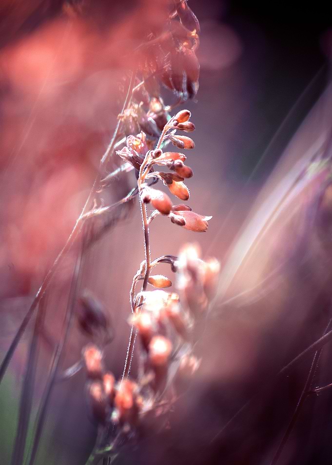 Title: RED SPANGLES no4.Purpurglöckchen. Photo Art. ©20 ...