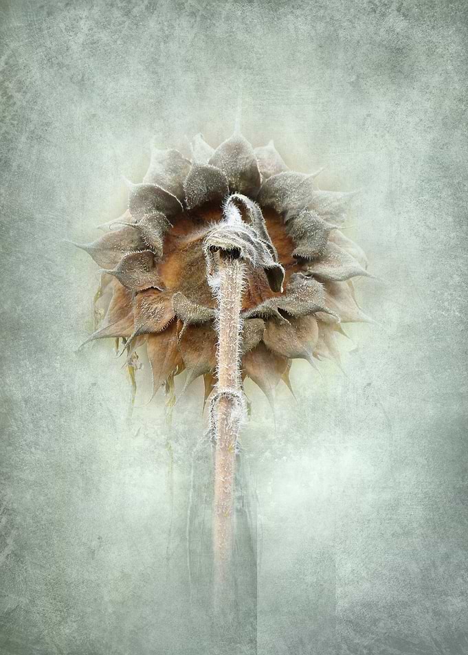 Autumn Symphony 08