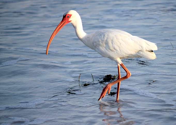 Ibis