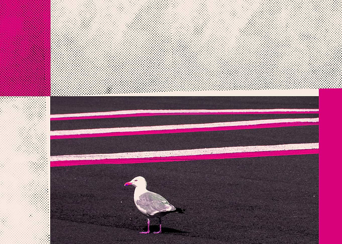 Seagull - Mixed Media