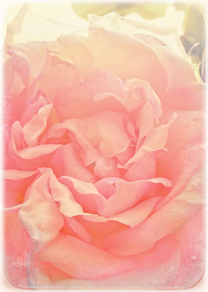 Candy Rose