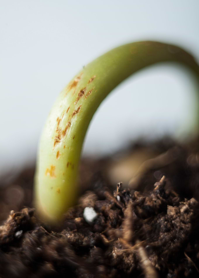 Sprouting Plant