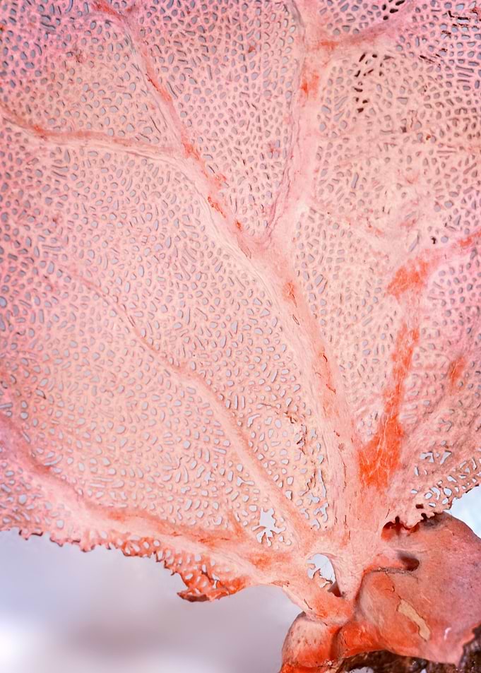 Candy Coral
