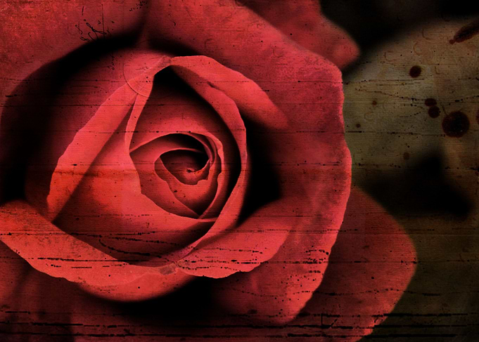 Antique Single red rose with a vintage wood texture fro ...