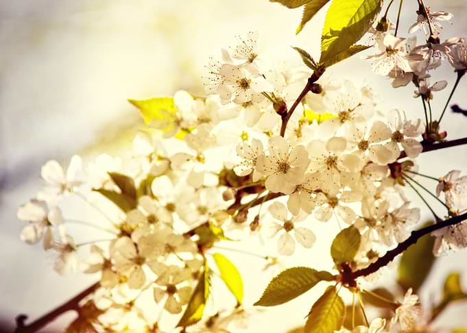 Wildcherry