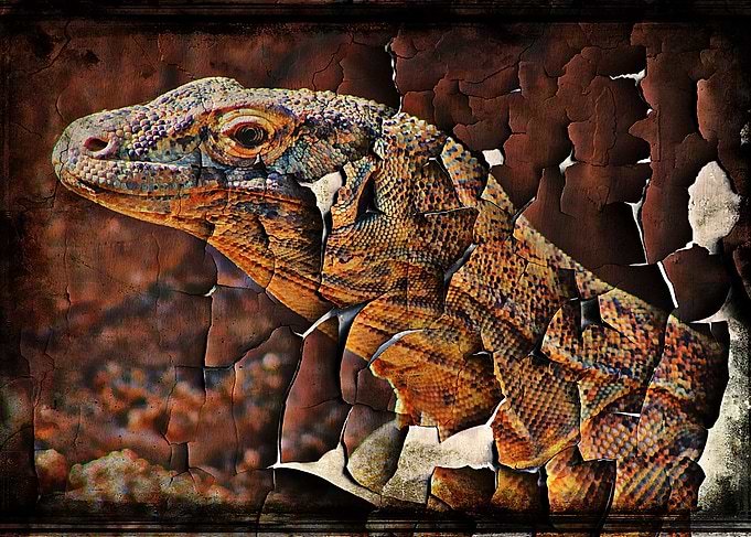 Rough Stuff Rough Tough is a portrait of a Komodo Drago ...