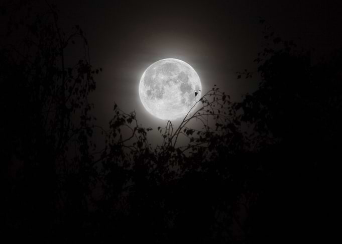 Moonlight