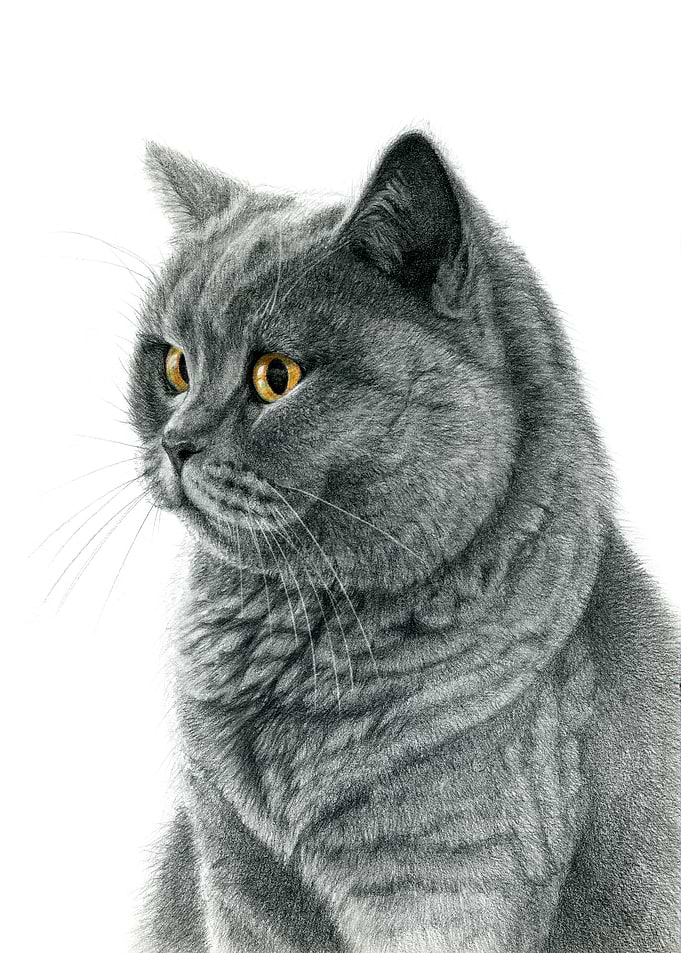 Chartreux portrait 112