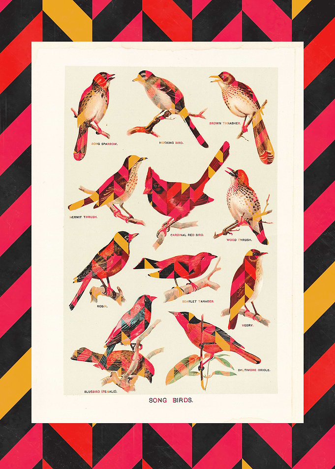 Song Birds 2