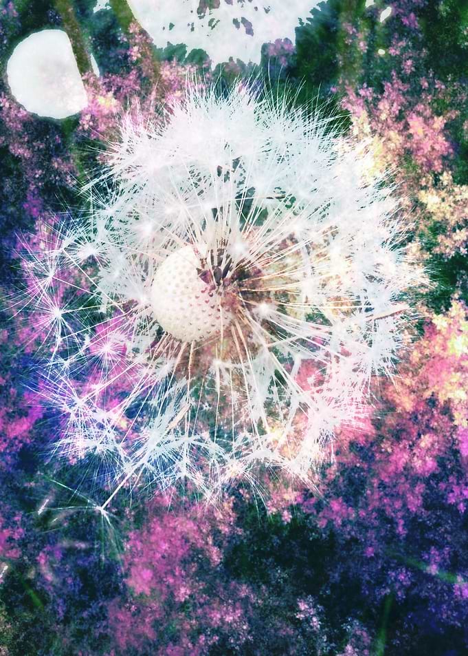 What a Dandy! I love dandelions! I love the way their ...
