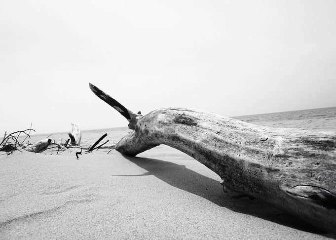 Driftwood