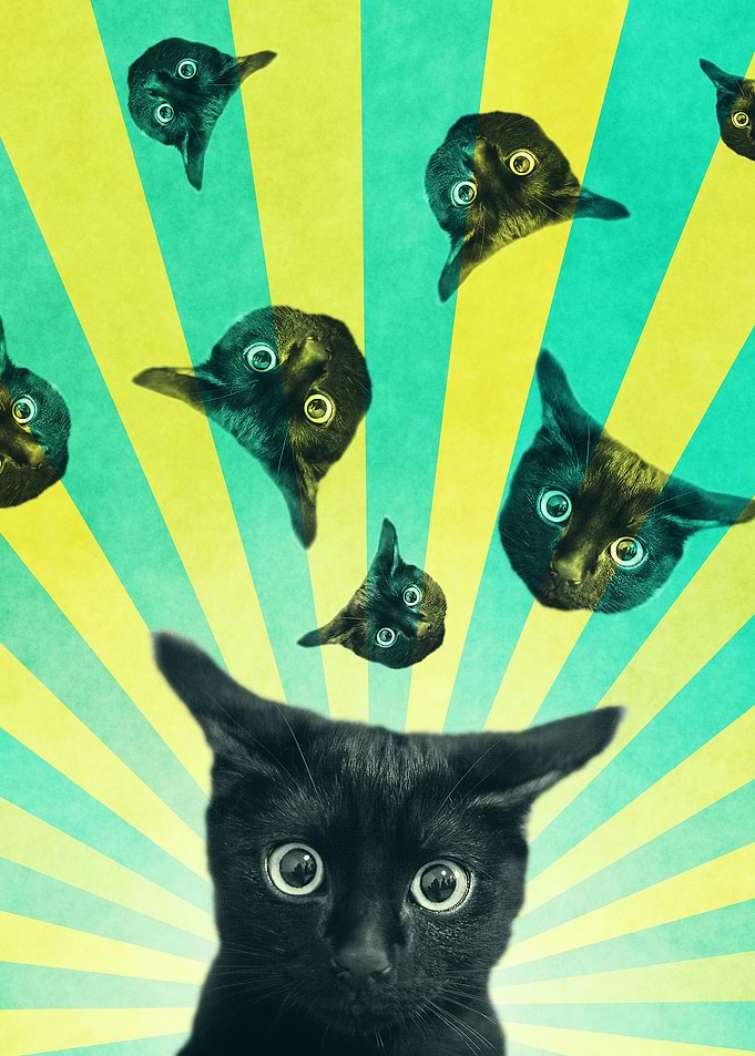 Cat Explosion