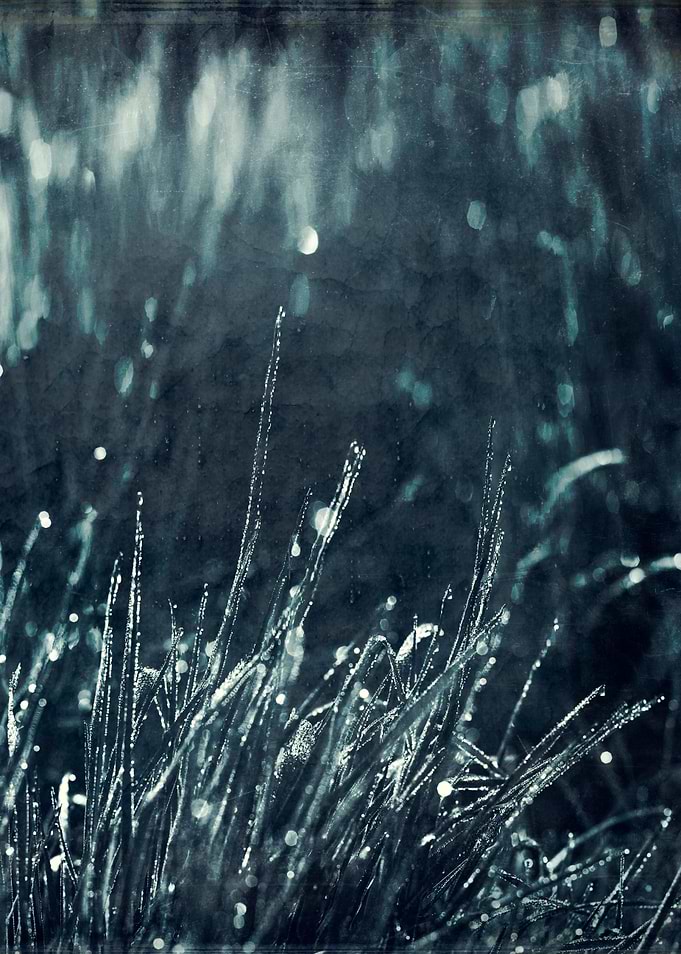 Morning dew on leaves of grass - texturized photograph
