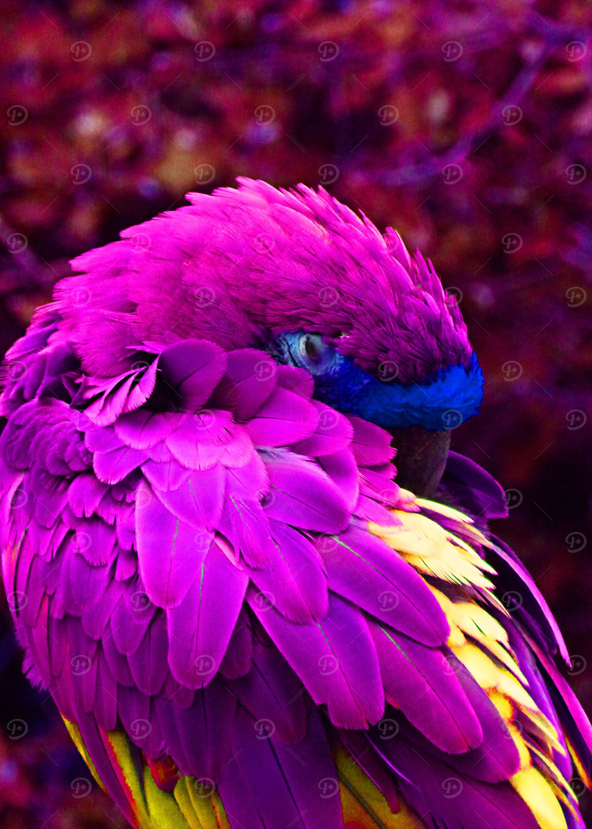 beards dream in color